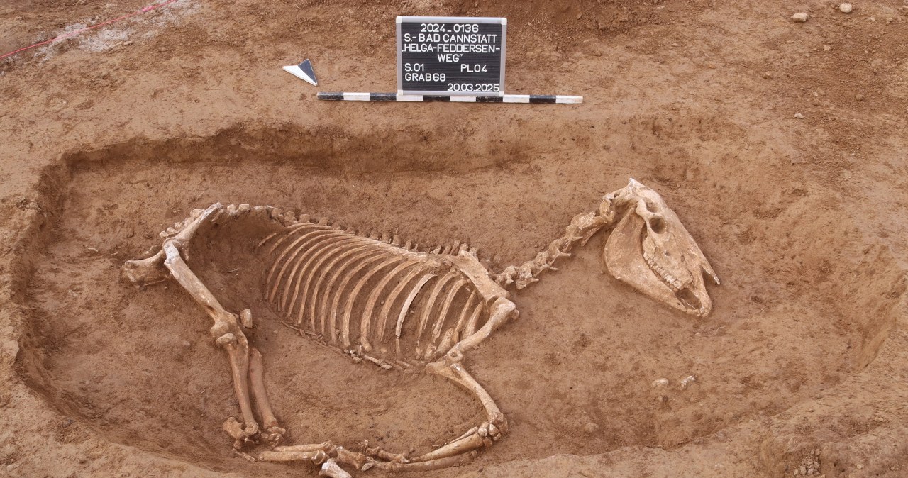 Ponad 100 szkieletów koni. Znaleziono je za zachodnią granicą