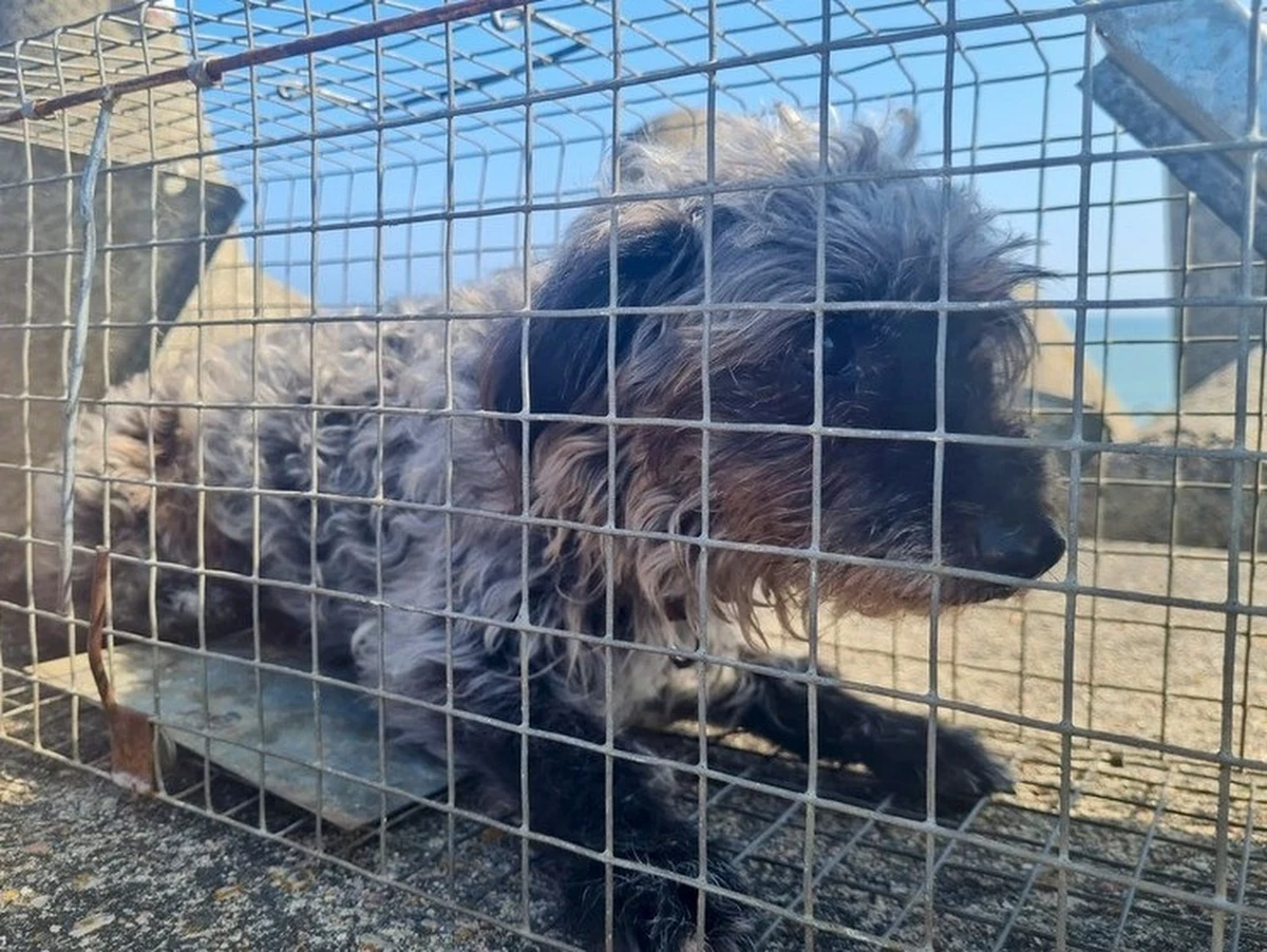 Dramatyczna historia psa uwięzionego pod falochronem w Kołobrzegu zakończyła się szczęśliwie. Dziś rano zwierzę wpadło do jednej z ustawionych pułapek. Dzięki szybkiej reakcji turystki i interwencji służb, czworonóg jest już bezpieczny i pod opieką specjalistów.