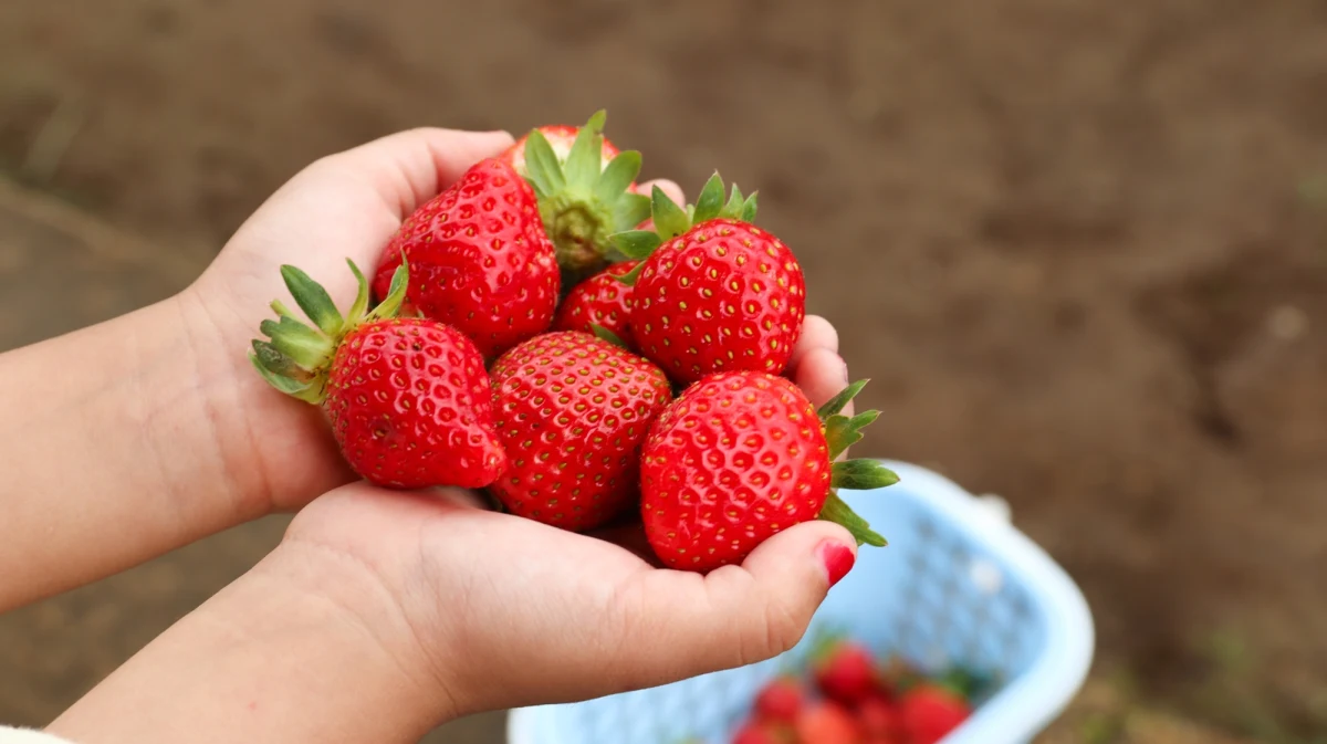 Pierwsze krajowe truskawki z tuneli trafiły już na rynek. Informację przekazał branżowy serwis Sad24.pl. Cena na razie jest zawrotna - kilka razy wyższa od owoców sprowadzanych z Grecji.