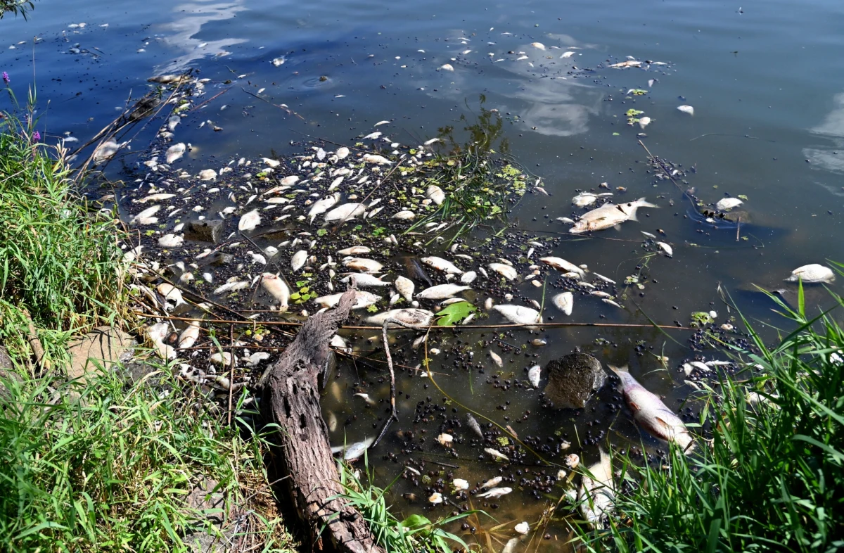 Pracownicy Wód Polskich z gliwickiego oddziału, obsługujący stopnie wodne na Odrze, natknęli się na niepokojący widok – setki śniętych ryb dryfujących w wodzie. W sumie z Odry wydobyto około 670 kg martwych ryb. O zdarzeniu poinformowano służby wojewody opolskiego i oddział Polskiego Związku Wędkarskiego w Opolu.