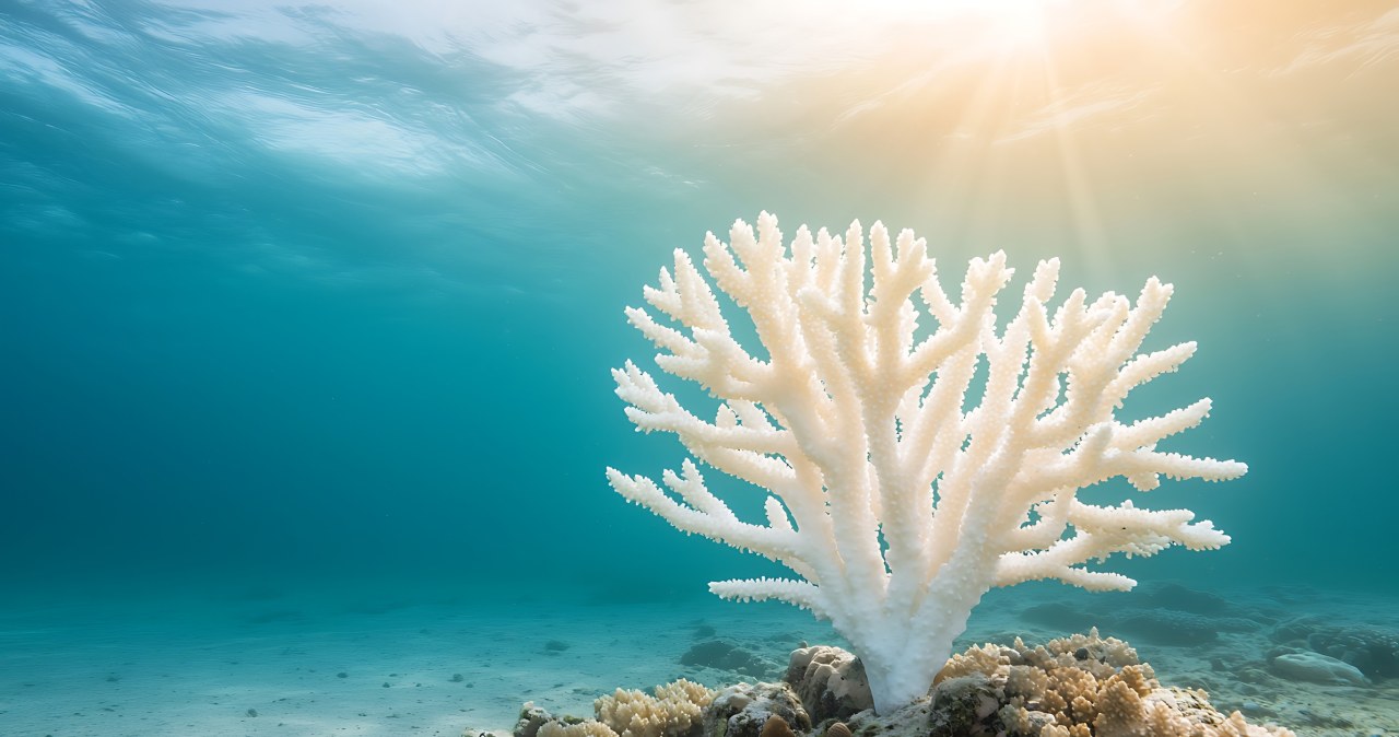 wiadomości,aktualności,Interia Rafy koralowe przekroczyły punkt krytyczny. Punkt zwrotny przekroczony