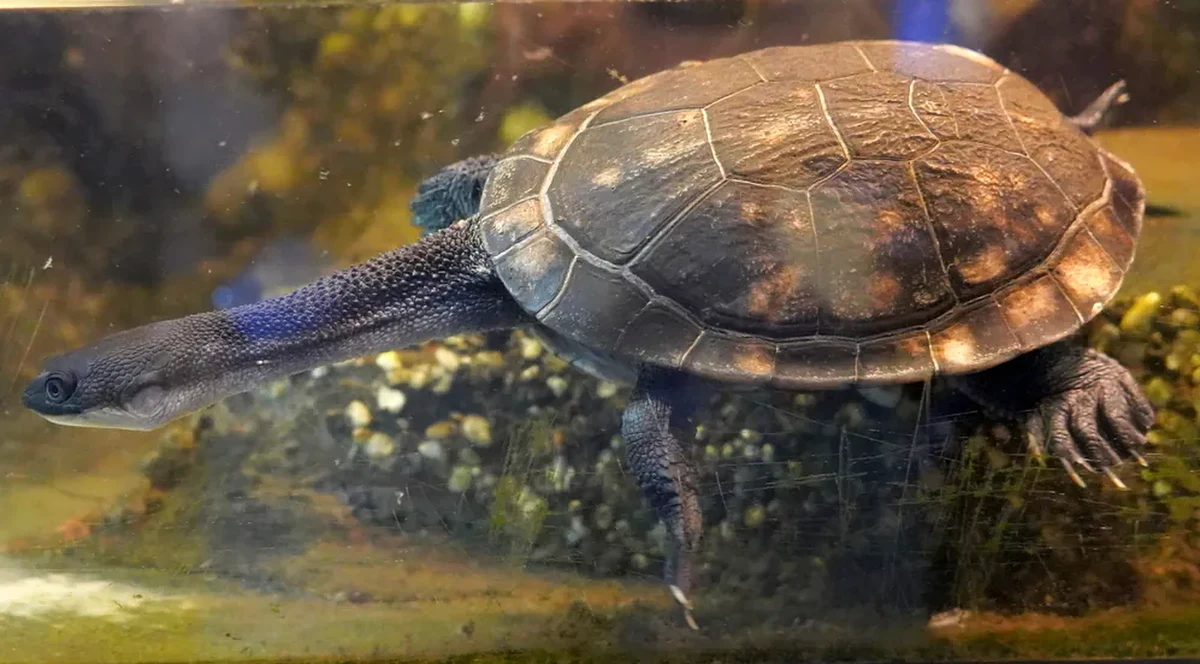 Wielka radość we wrocławskim zoo. Na świat przyszły cztery żółwie McCorda. To gatunek krytycznie zagrożony wyginięciem.