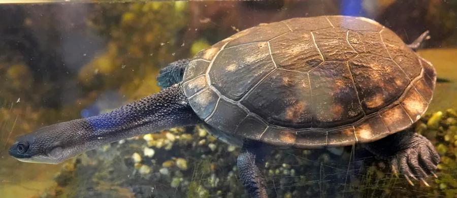 Wielka radość we wrocławskim zoo. Na świat przyszły cztery żółwie McCorda. To gatunek krytycznie zagrożony wyginięciem.