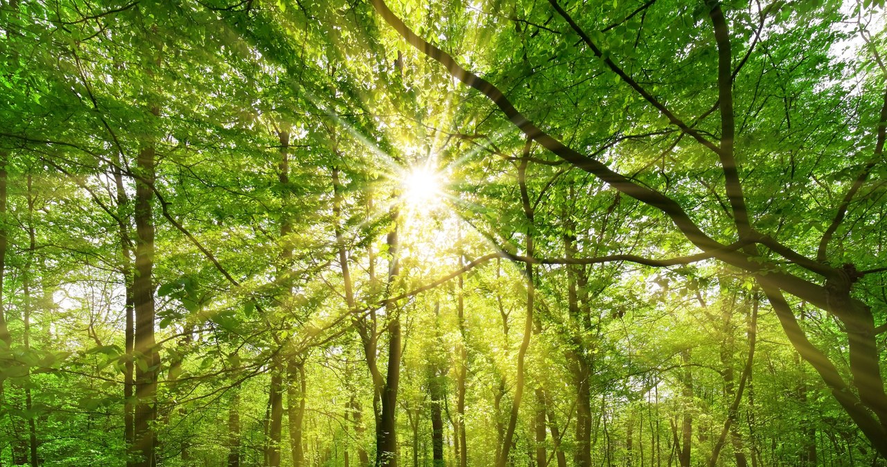 Jak natura i kwiaty mogą polepszyć twoje zdrowie psychiczne