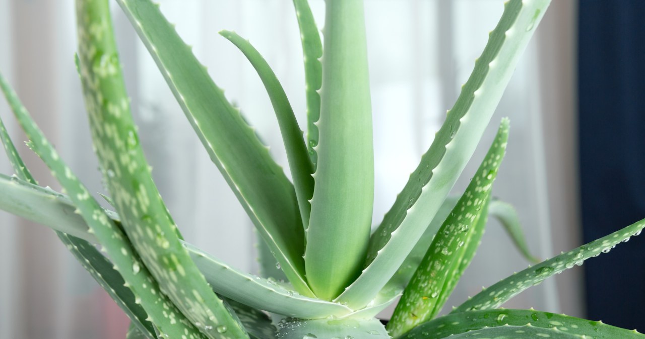 Aloes ma miękkie i wyblakłe liście? Najpewniej popełniłeś ten powszechny błąd