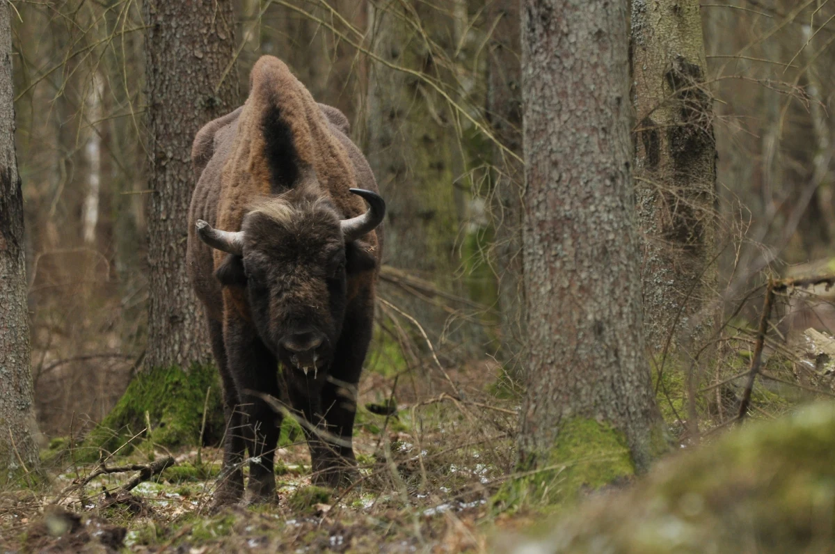 Były sołtys Warcimina w Pomorskiem został prawomocnie skazany na rok i 5 miesięcy więzienia za zastrzelenie żubra Pyrka, handel bronią myśliwską, jej nielegalne posiadanie i prowadzenie pojazdów bez uprawnień. 