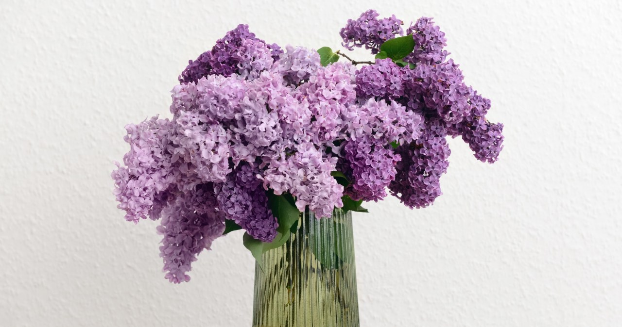 Zahartuj łodygi, nim włożysz do wazonu. Bez długo będzie świeży