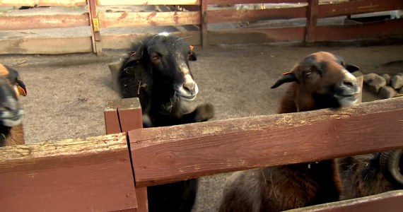Owce strażniczki w polskim zoo. Beczą, gdy wyczują intruza