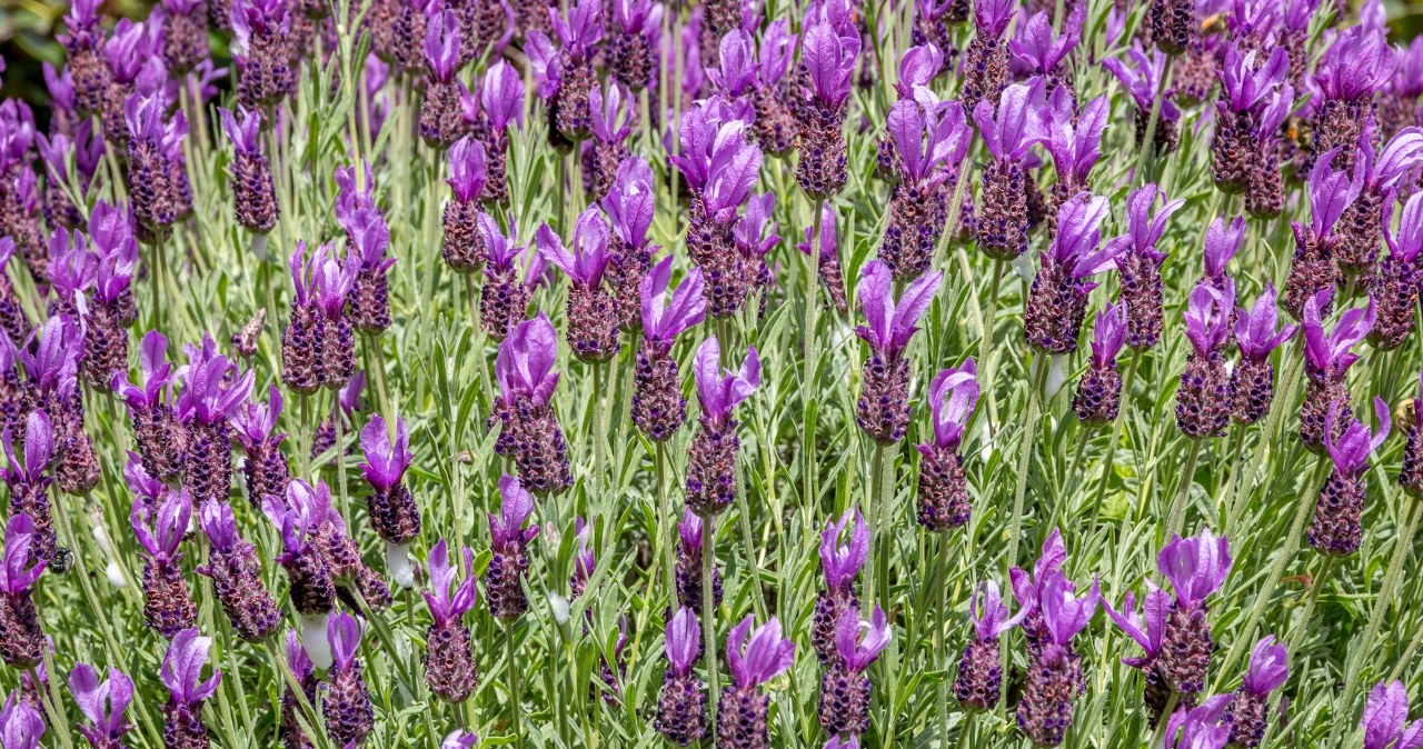 Najlepszy gatunek lawendy. Kwitnie od wiosny do jesieni
