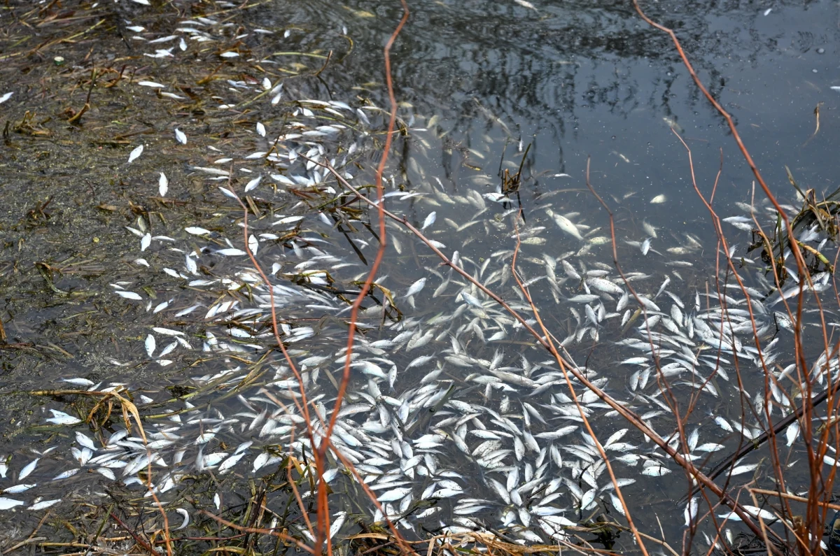 Nie złota alga, a wirus jest przyczyną śnięcia ryb w Kanale Gliwickim, Kanale Kędzierzyńskim i w Odrze na terenie województw: śląskiego i opolskiego. Od 18 kwietnia służby odłowiły już prawie 2 tony śniętych ryb.