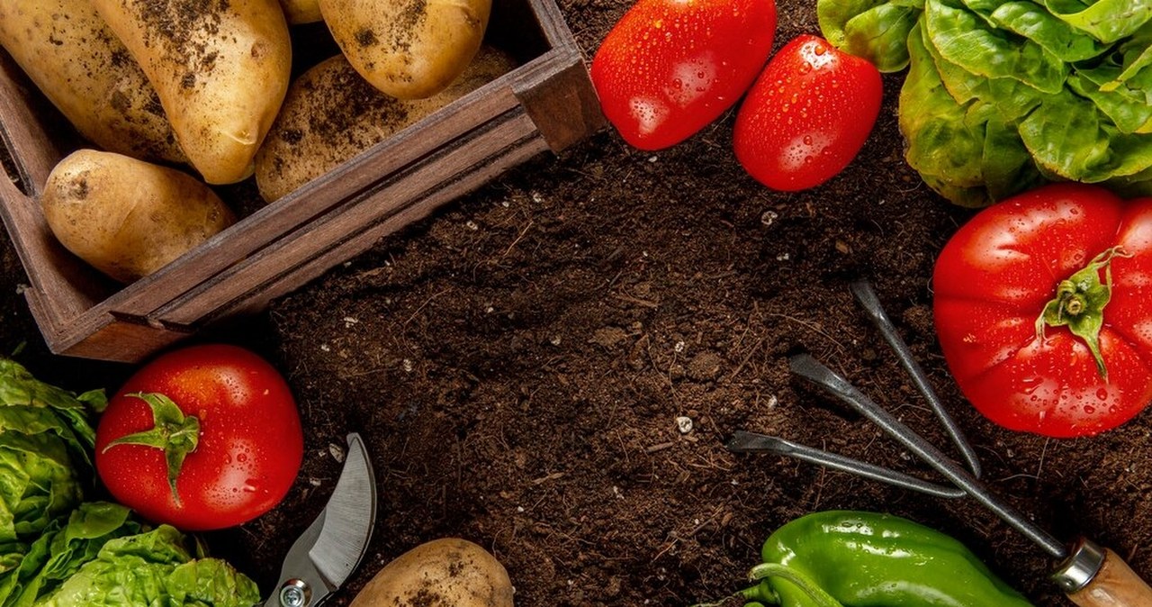 Zbadali warzywa z ogródków działkowych. Pestycydy to dopiero początek