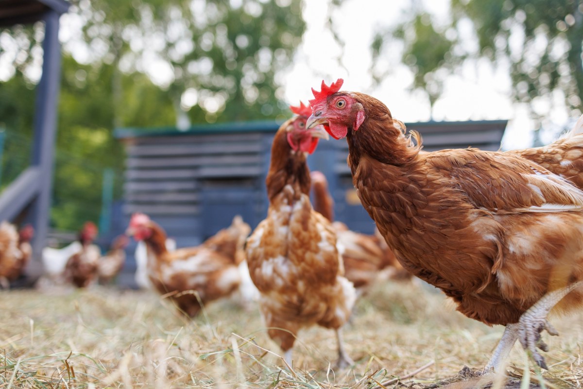 Podejrzenie ptasiej grypy w dużym gospodarstwie. Apel ministerstwa