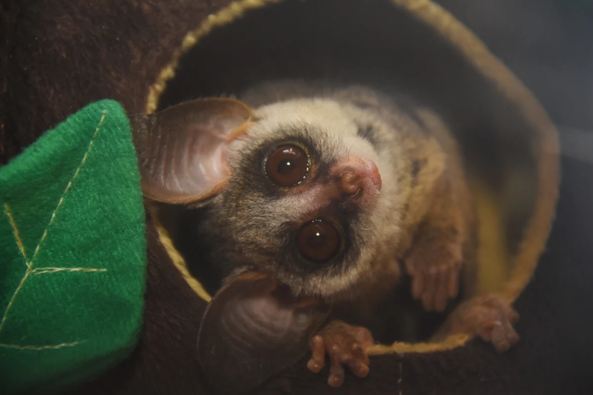 Niepozorne objawy chorobowe na głowie egzotycznej małpiatki okazały się początkiem naukowej sensacji. Zespół badaczy z Uniwersytetu Gdańskiego odkrył zupełnie nowy gatunek pasożyta skórnego. To kolejny dowód na to, jak wiele tajemnic wciąż skrywa świat mikroskopijnych organizmów – zwłaszcza tych, które zasiedlają ciało egzotycznych zwierząt trzymanych w domach.