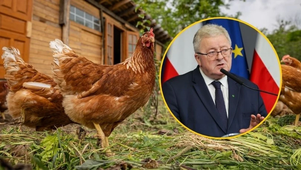 Ministerstwo Rolnictwa i Rozwoju Wsi poinformowaniu o wydaniu przez ministra Czesława Siekierskiego pilnego rozporządzenia. Dokument dotyczy zapobiegania rzekomemu pomorowi drobiu.
