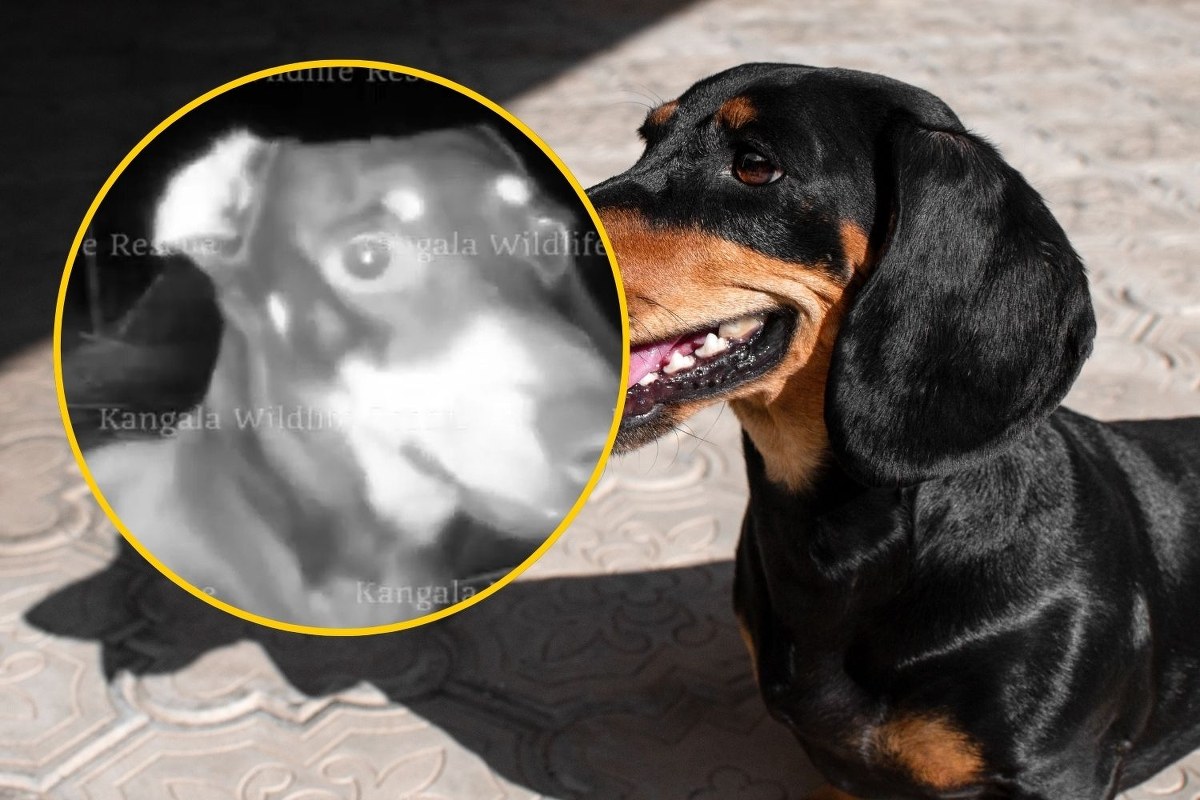 Jamniczka Valerie wraca do domu! Przeżyła 1,5 roku w dziczy