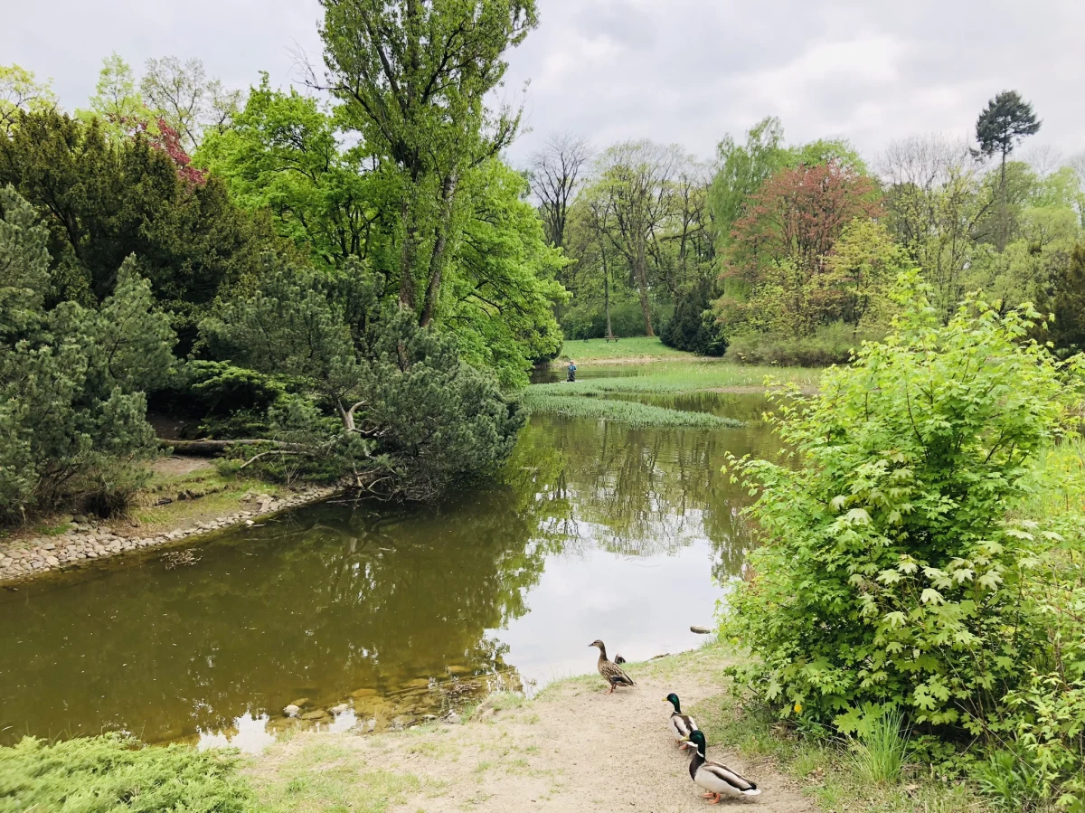 Widziałeś mężczyznę brodzącego po pas w wodzie w Parku Poniatowskiego w Łodzi? Nic dziwnego! To część poważnego projektu naukowego Uniwersytetu Łódzkiego.