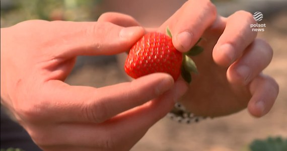 "Wydarzenia": Na razie drogie, ale chętnych nie brakuje. Pojawiły się polskie truskawki