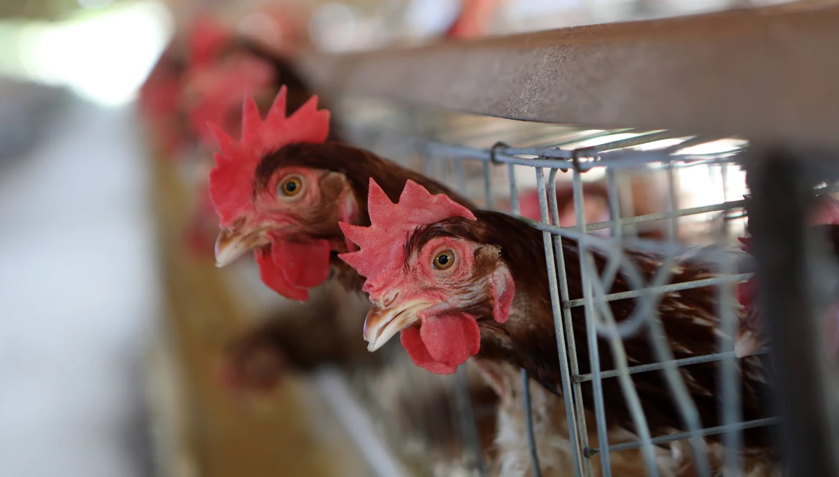 Już 11,5 mln sztuk drobiu ubito w Polsce z powodu grypy ptaków. Takie dane przedstawiło w niedzielnym komunikacie Ministerstwo Rolnictwa i Rozwoju Wsi (MRiRW). Część zwierząt pochodziła z ognisk grypy, a część z tzw. gospodarstw kontaktowych, gdzie drób ubijano prewencyjnie.