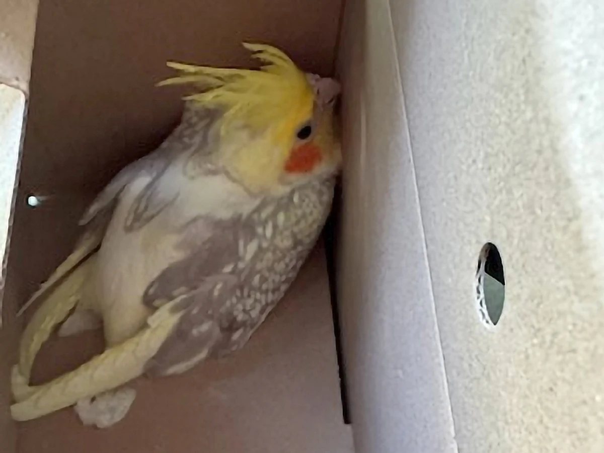 Zgłoszenie dotyczyło jednej papugi, na miejscu okazało się, że egzotycznych ptaków jest więcej. Strażnicy miejscy w Warszawie musieli uporać się z niecodziennym zgłoszeniem. Szczęśliwie papugi okazały się bardzo przyjazne.