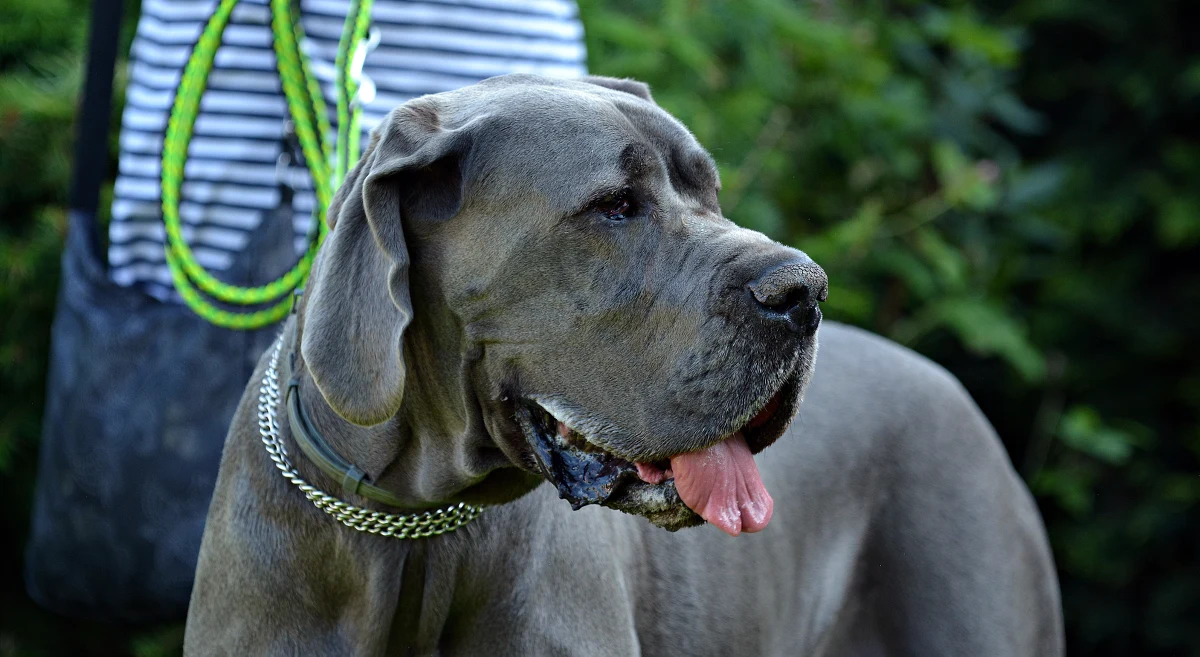 Olsztyńska prokuratura przesłała do sądu akt oskarżenia ws. śmierci 7-letniej dziewczynki, którą zagryzły dogi niemieckie w gminie Barczewo (woj. warmińsko-mazurskie). Właścicielka hodowli psów rasowych odpowie m.in. za to, że niewystarczająco zabezpieczyła kojec ze sforą.