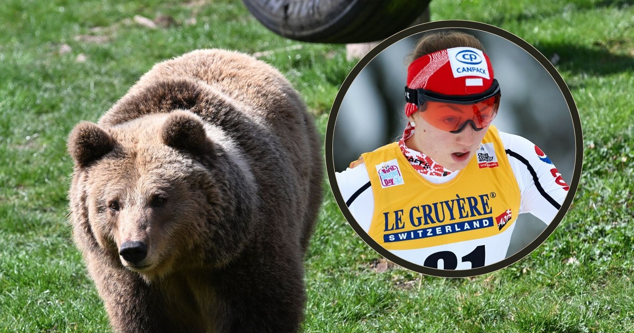 Niedźwiedź na turystycznym szlaku. Spotkała go była polska biegaczka narciarska