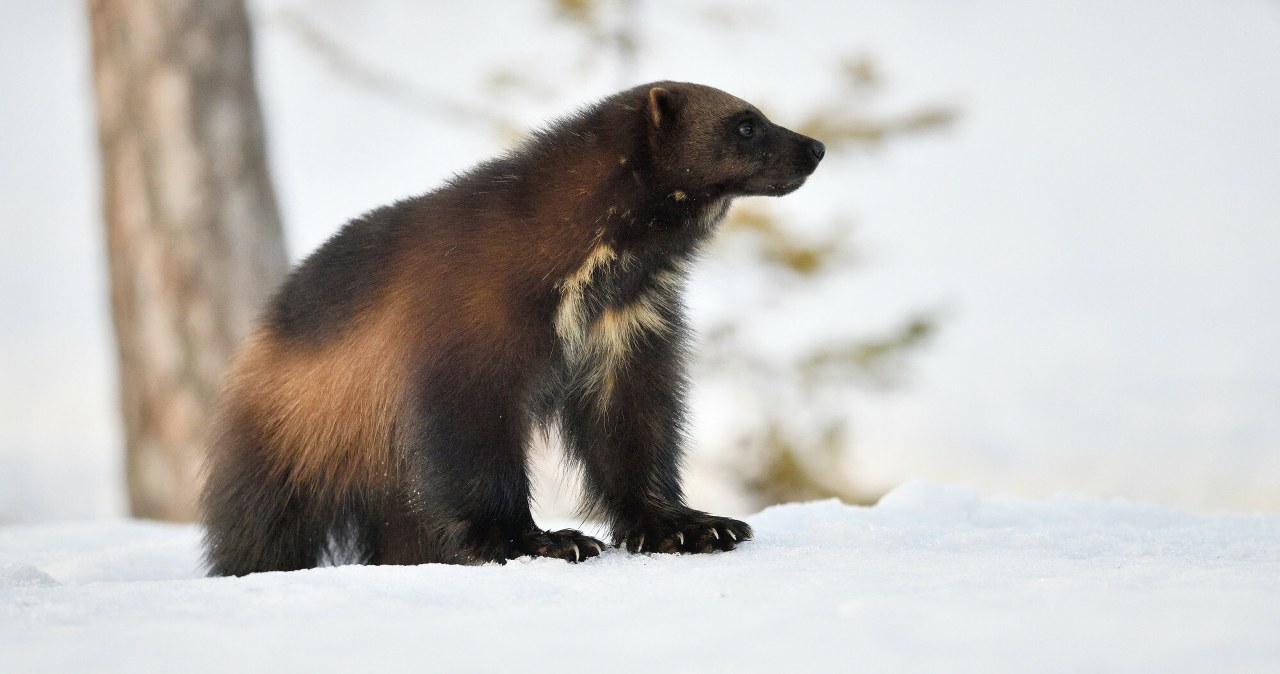 Rosomak budzi respekt nawet u niedźwiedzi i wilków. Oto król tajgi