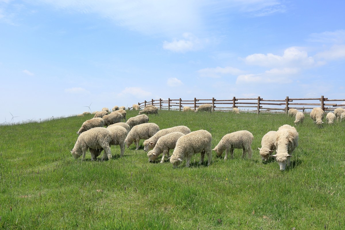 Mieszanie owiec w Koniakowie odwołane. Przyczyną pryszczyca