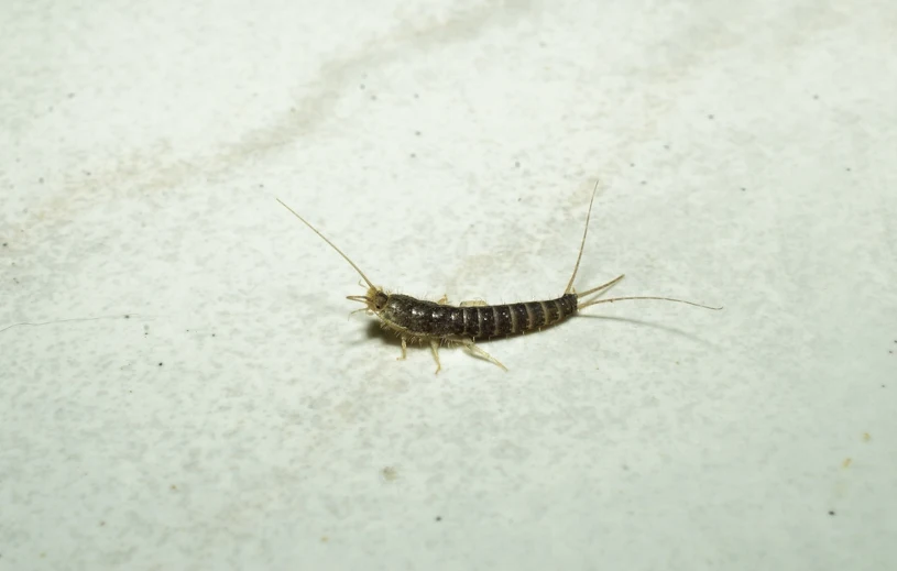 Jak pozbyć się rybików z łazienki? Sprytny trik bez wysiłku