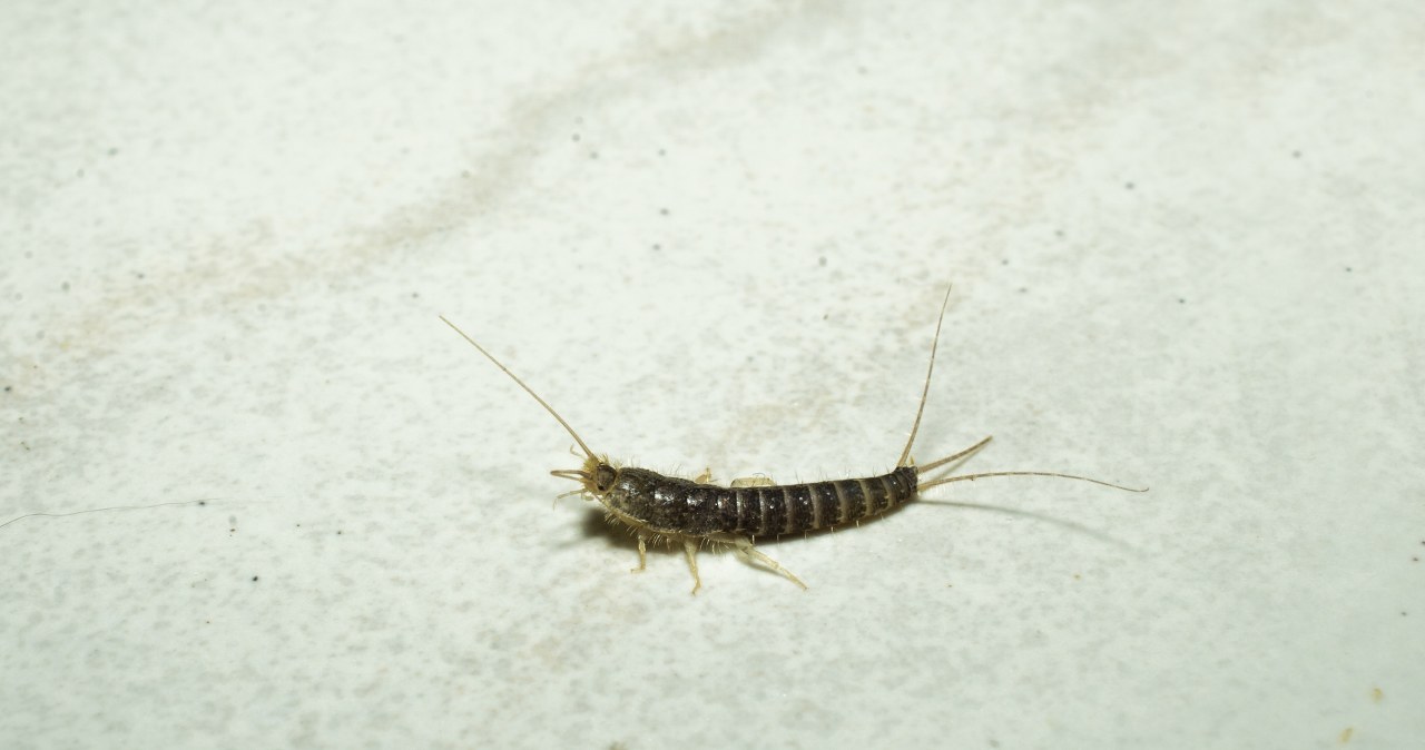 Jak pozbyć się rybików z łazienki? Sprytny trik bez wysiłku