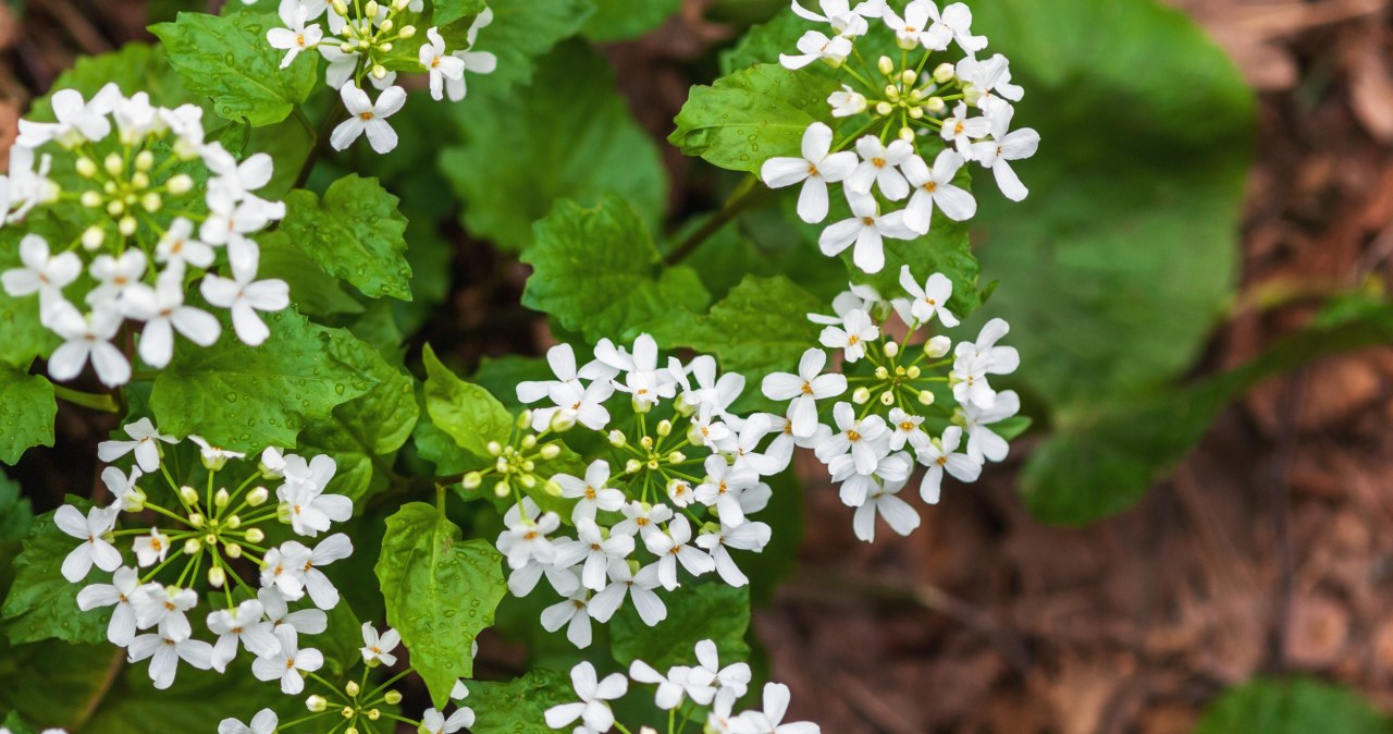 Niektórzy uważają go za chwast. Pomaga na bóle brzucha i niestrawność
