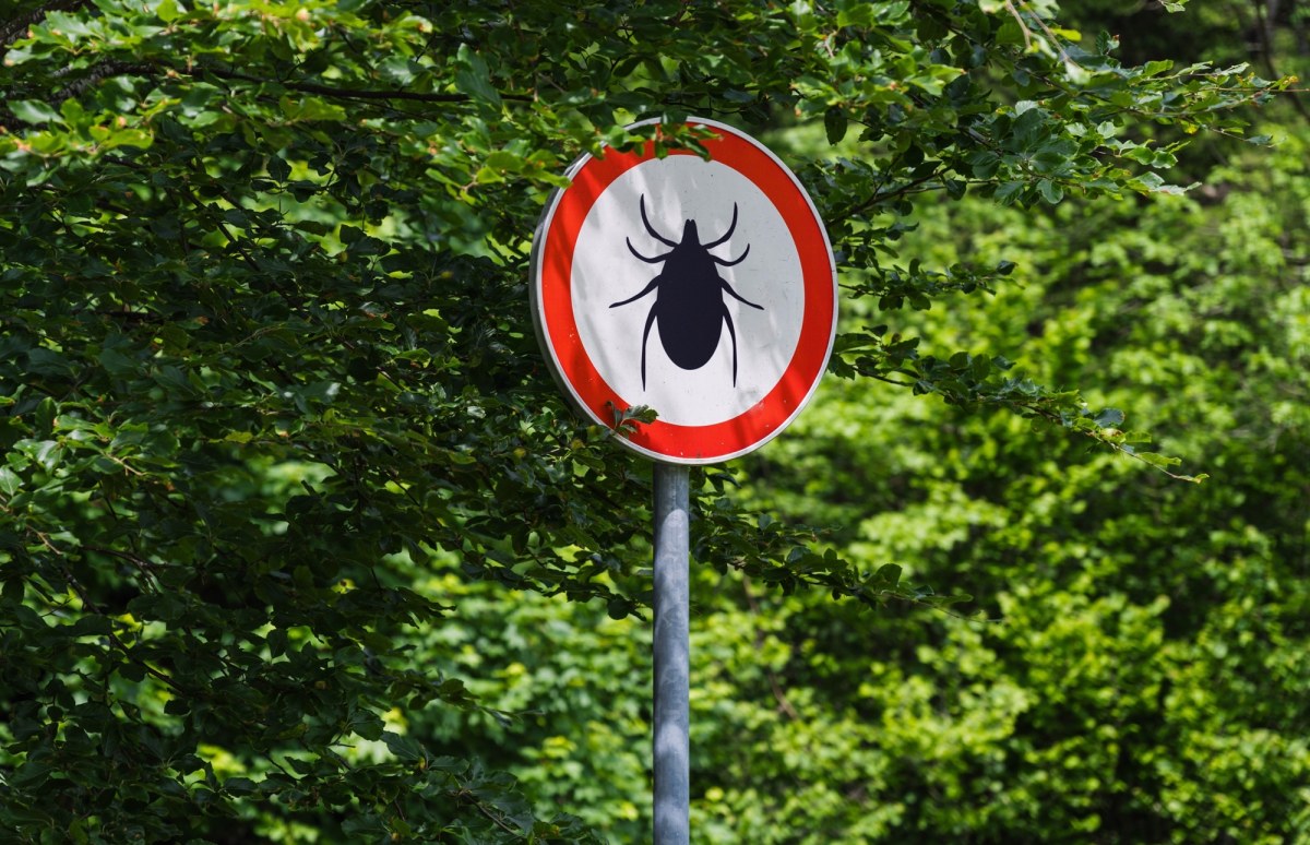Uwaga, kleszcze w natarciu! "Koty służą im za taksówki"