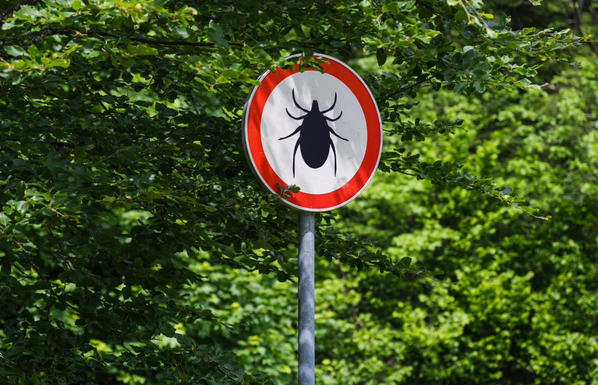 Sezon kleszczowy trwa w najlepsze, a przenoszone przez kleszcze niebezpieczne choroby mogą zagrażać nie tylko ludziom. "Koty służą kleszczom za taksówki dowożące je do ludzi" - mówi lekarz weterynarii Jarosław Falkowski. 