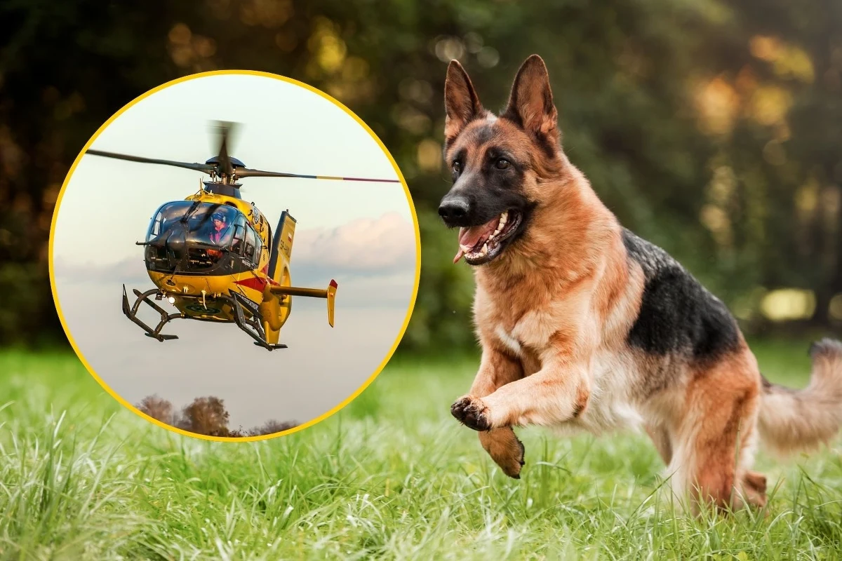 ​Dziecko pogryzione przez owczarka niemieckiego. Do zdarzenia doszło w Krempachach (woj. małopolskie). Na miejscu lądował śmigłowiec Lotniczego Pogotowia Ratunkowego.