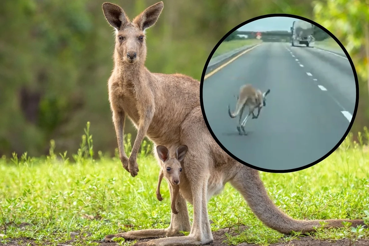 Uciekający kangur tymczasowo zablokował część autostrady międzystanowej w Alabamie. W pościg za torbaczem ruszyli policjanci oraz właściciel. Nagranie z uciekinierem w roli głównej pojawiło się w mediach społecznościowych.