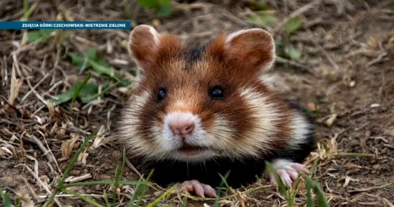 Chomiki do przeprowadzki. Wielka akcja w Lublinie