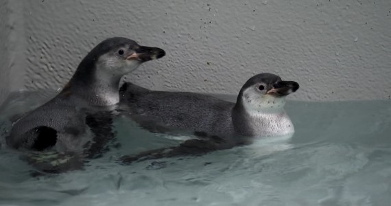 Pingwiny w krakowskim zoo