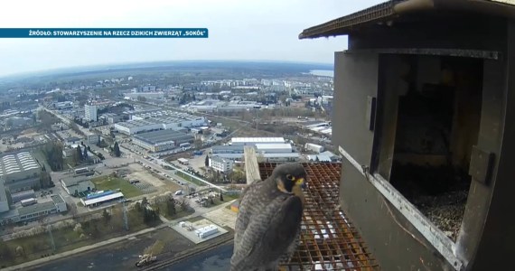 Sokoły z komina w Lublinie. Ogląda je cała Polska
