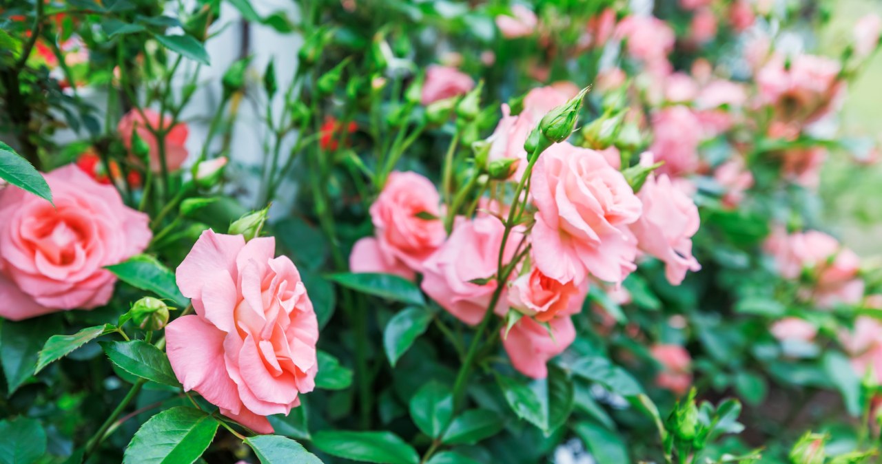 Przycinasz róże jesienią? To błąd, lepiej wykonaj ten zabieg