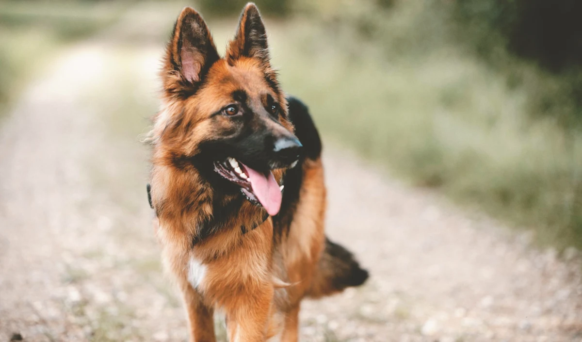 Dziecko, które zostało pogryzione przez owczarka niemieckiego, ma obrażenia głowy. Policja informuje, że 8-latek wszedł na posesję sąsiadów, gdzie właściciel bawił się ze swoim psem. Wtedy doszło do ataku.