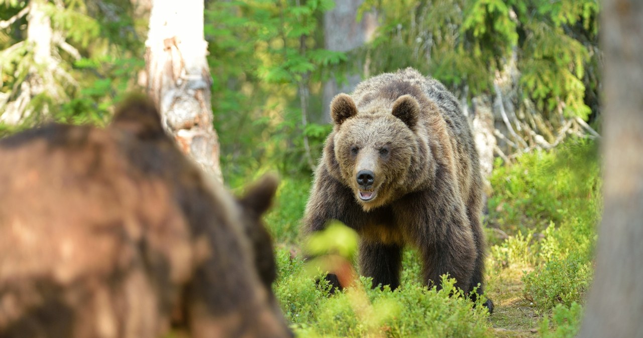 Niedźwiedź kontra wilki. W Tatrach udało się nagrać niesamowite spotkanie Niedźwiedź kontra wilki. W Tatrach udało się nagrać niesamowite spotkanie