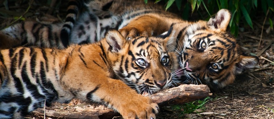 Raya i Alif to tygrysy sumatrzańskie, które można oglądać na wybiegu w łódzkim zoo. Do Łodzi przybyły już 10 kwietnia, ale do dziś tygrysie siostry przechodziły aklimatyzację. Łatwo je odróżnić. Nad oczami mają charakterystyczne plamki. Raya ma trzy paski, natomiast Alif plamkę w kształcie łezki.