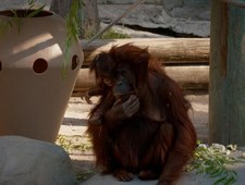 Sekrety zoo: dzikie wieści z Tampy