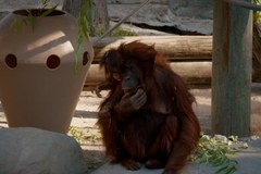 Sekrety zoo: dzikie wieści z Tampy