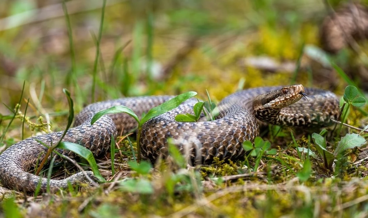 Tuż przed majówką w Bieszczadach doszło do niecodziennego zdarzenia. Młody turysta postanowił… schwytać żmiję przy Chatce Puchatka. Gad ukąsił go w rękę, a cała akcja zakończyła się interwencją ratowników i wizytą w karetce.