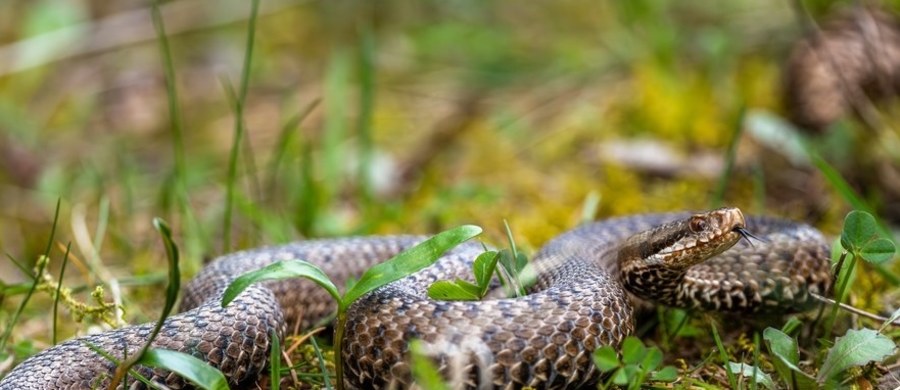 Tuż przed majówką w Bieszczadach doszło do niecodziennego zdarzenia. Młody turysta postanowił… schwytać żmiję przy Chatce Puchatka. Gad ukąsił go w rękę, a cała akcja zakończyła się interwencją ratowników i wizytą w karetce.