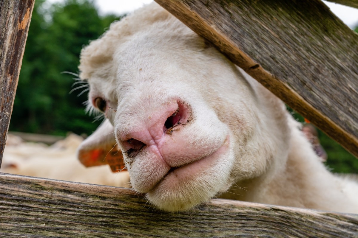 Owce wracają na hale, a Pieniny świętują. Wiosenny redyk w Szczawnicy