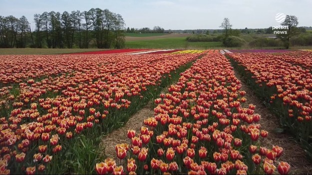Tulipany m.in. o tych nazwach można podziwiać w Wielkopolsce. Majowe targi tych kwiatów przyciągają wystawców, klientów i turystów. Jest kolorowo, pachnąco i... bezpłatnie! W "Małej Holandii" z kamerą był Piotr Kotwicki.