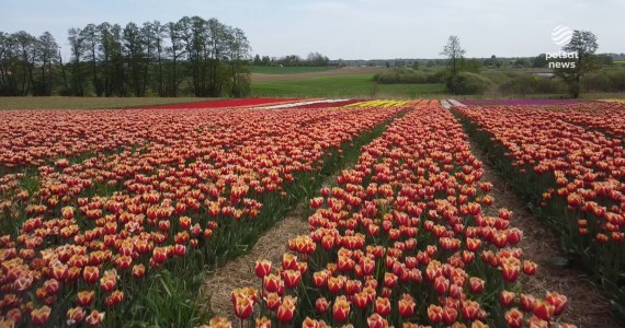 "Wydarzenia": Irena Szewińska i Jan Paweł II na jednym polu. Można już podziwiać wielkopolskie tulipany