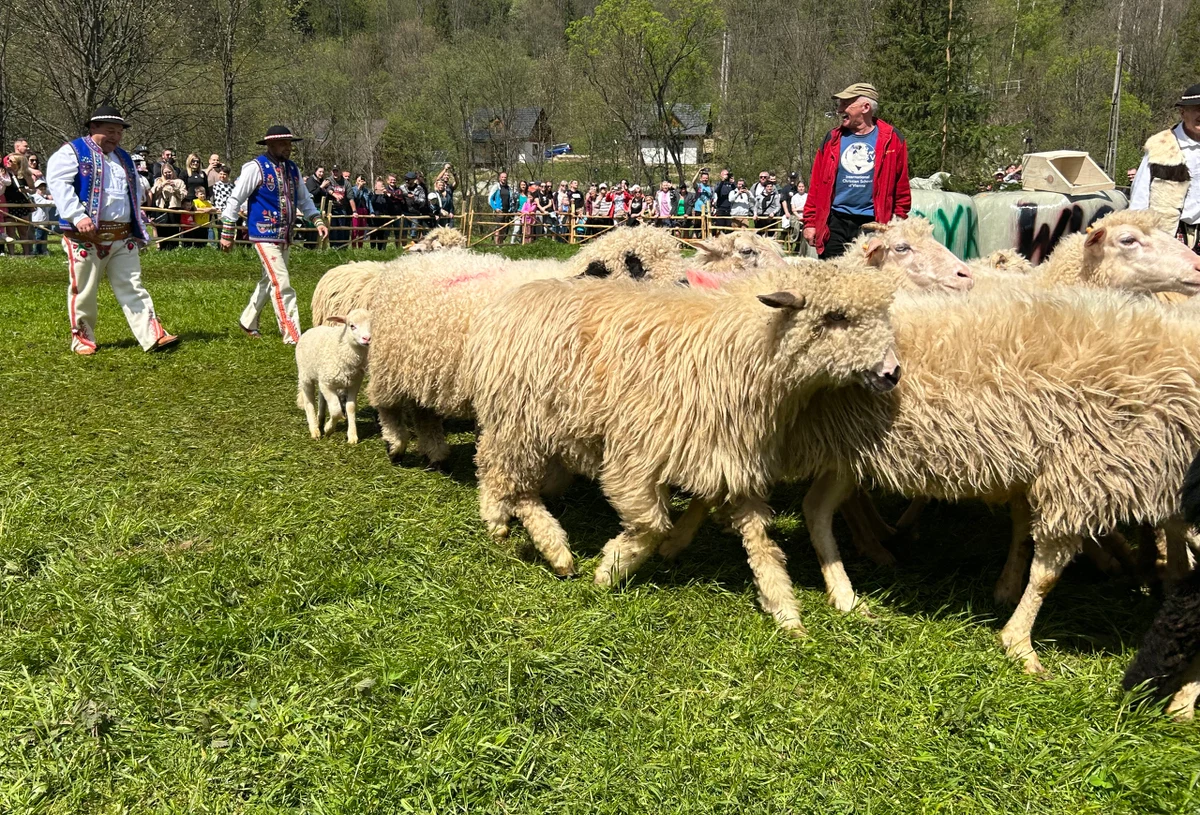 Po 50 latach w Szczawnicy powraca uroczysty wiosenny redyk. Dziś przy wylocie Wąwozu Homole rozbrzmiewają trombity, a kierdel owiec rusza na zielone łąki Pienin. Jak informuje reporter RMF FM Maciej Pałahicki, w Jaworkach trwa właśnie wyjątkowe święto pasterskiej tradycji.