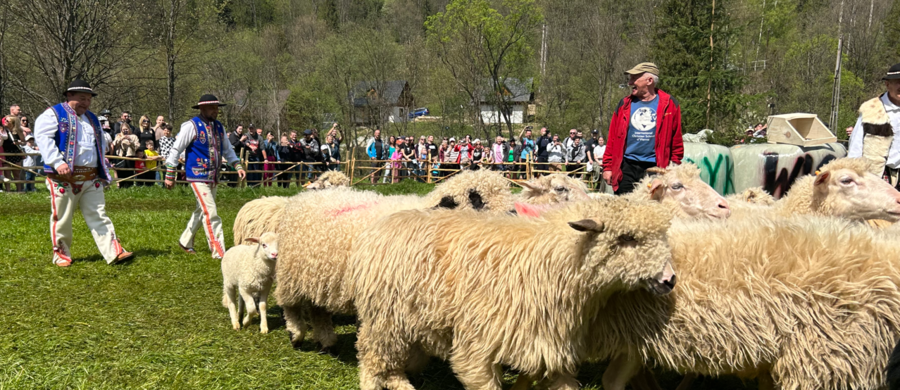 Po 50 latach w Szczawnicy powraca uroczysty wiosenny redyk. Dziś przy wylocie Wąwozu Homole rozbrzmiewają trombity, a kierdel owiec rusza na zielone łąki Pienin. Jak informuje reporter RMF FM Maciej Pałahicki, w Jaworkach trwa właśnie wyjątkowe święto pasterskiej tradycji.
